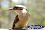 Kookaburra . . . CLICK TO ENLARGE