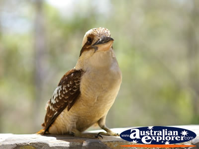 Kookaburra posing for the camera . . . CLICK TO VIEW ALL LAUGHING KOOKABURRAS POSTCARDS
