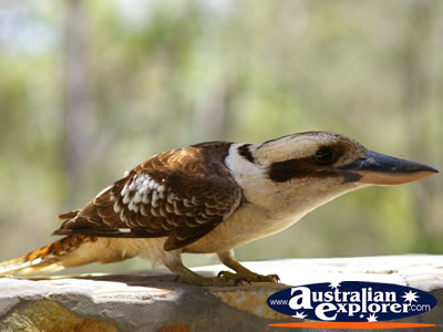 Kookaburra stretching on a branch . . . CLICK TO VIEW ALL LAUGHING KOOKABURRAS POSTCARDS