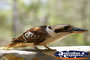 Kookaburra stretching on a branch . . . CLICK TO ENLARGE