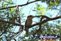 Kookaburra high in a tree . . . CLICK TO ENLARGE