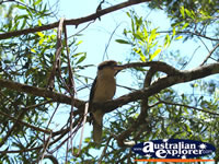 Kookaburra high in a tree . . . CLICK TO ENLARGE