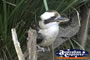 Kookaburra . . . CLICK TO ENLARGE