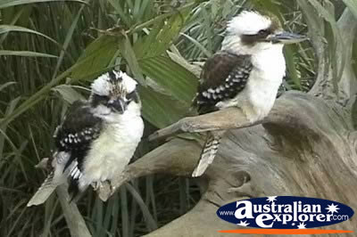 Two Kookaburras . . . CLICK TO VIEW ALL LAUGHING KOOKABURRAS POSTCARDS