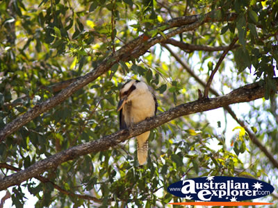 Kookaburra in the Glasshouse Mountains . . . CLICK TO VIEW ALL LAUGHING KOOKABURRAS POSTCARDS