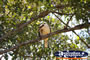 Kookaburra in the Glasshouse Mountains . . . CLICK TO ENLARGE