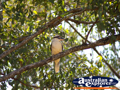 Kookaburra in a tree on the Glasshouse Mountains . . . CLICK TO VIEW ALL LAUGHING KOOKABURRAS POSTCARDS
