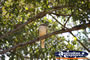 Kookaburra in a tree on the Glasshouse Mountains . . . CLICK TO ENLARGE