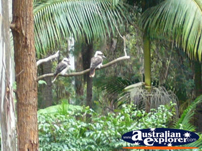 Kookaburra Wildlife . . . CLICK TO VIEW ALL LAUGHING KOOKABURRAS POSTCARDS