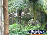 Kookaburra Wildlife . . . CLICK TO ENLARGE