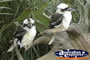 Kookaburra . . . CLICK TO ENLARGE