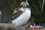 Kookaburra . . . CLICK TO ENLARGE