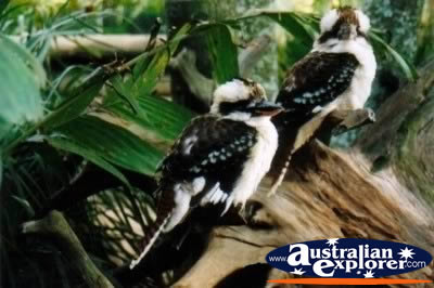 Kookaburra . . . VIEW ALL LAUGHING KOOKABURRAS PHOTOGRAPHS
