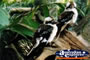 Kookaburra . . . CLICK TO ENLARGE