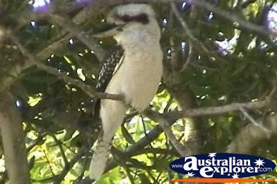 Kookaburra Perched in Tree . . . CLICK TO VIEW ALL LAUGHING KOOKABURRAS POSTCARDS