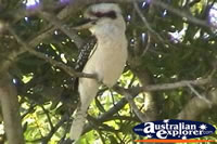 Kookaburra Perched in Tree . . . CLICK TO ENLARGE