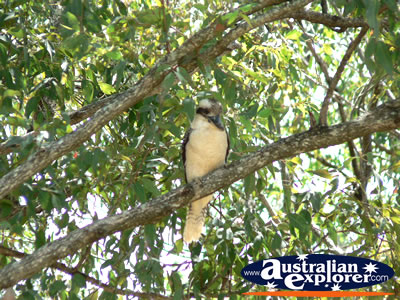 Kookaburra Resting in Tree . . . CLICK TO VIEW ALL LAUGHING KOOKABURRAS POSTCARDS