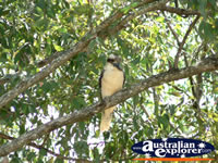 Kookaburra Resting in Tree . . . CLICK TO ENLARGE