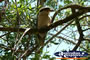 Kookaburra Closeup . . . CLICK TO ENLARGE