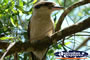 Glasshouse Mountain Kookaburra . . . CLICK TO ENLARGE
