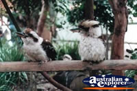 Kookaburras Perched on Branch . . . CLICK TO ENLARGE