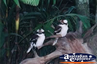 Kookaburras Australia Zoo . . . CLICK TO ENLARGE