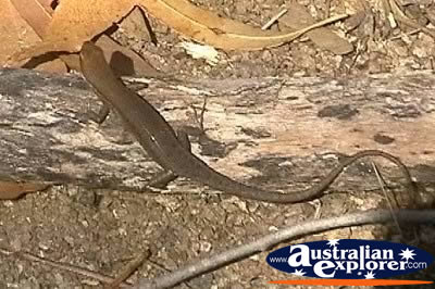 Lizard . . . VIEW ALL WATER MONITORS PHOTOGRAPHS