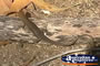 Lizard . . . CLICK TO ENLARGE