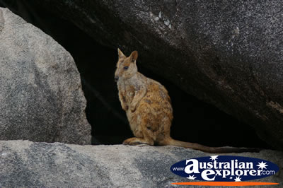 Peaceful Rock Wallaby . . . CLICK TO VIEW ALL ROCK WALLABIES POSTCARDS