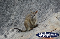 Rock Wallaby at Magnetic Island . . . CLICK TO ENLARGE