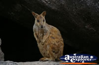 Calm Magnetic Island Rock Wallaby . . . CLICK TO ENLARGE