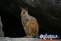 Wallaby sitting on Rock . . . CLICK TO ENLARGE