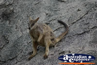 Rock Wallaby relaxed on Rock . . . CLICK TO ENLARGE