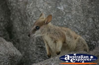 Close up of Rock Wallaby . . . CLICK TO ENLARGE