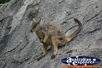 Rock Wallaby Sitting Quietly . . . CLICK TO ENLARGE