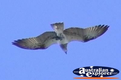 Osprey . . . VIEW ALL SAND PIPERS PHOTOGRAPHS
