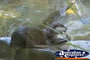 Otter . . . CLICK TO ENLARGE