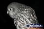Australian Owl . . . CLICK TO ENLARGE
