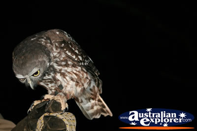Tame Owl . . . VIEW ALL OWLS PHOTOGRAPHS