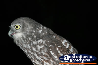 Night Owl . . . VIEW ALL OWLS PHOTOGRAPHS