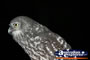 Night Owl . . . CLICK TO ENLARGE