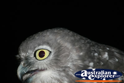 Close Up Of Owl . . . VIEW ALL OWLS PHOTOGRAPHS