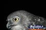 Close Up Of Owl . . . CLICK TO ENLARGE
