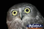 Owl Face Shot . . . CLICK TO ENLARGE