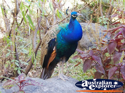 Close up of Tamborine Mountain Peacock . . . CLICK TO VIEW ALL PEACOCKS POSTCARDS