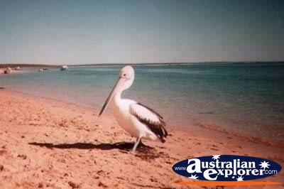 Pelican on the Beach . . . VIEW ALL SAND PIPERS PHOTOGRAPHS