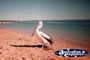 Pelican . . . CLICK TO ENLARGE