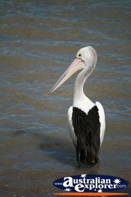 Large Pelican . . . VIEW ALL SAND PIPERS PHOTOGRAPHS