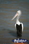 Large Pelican . . . CLICK TO ENLARGE