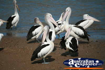 Group Of Pelicans . . . CLICK TO VIEW ALL SAND PIPERS POSTCARDS